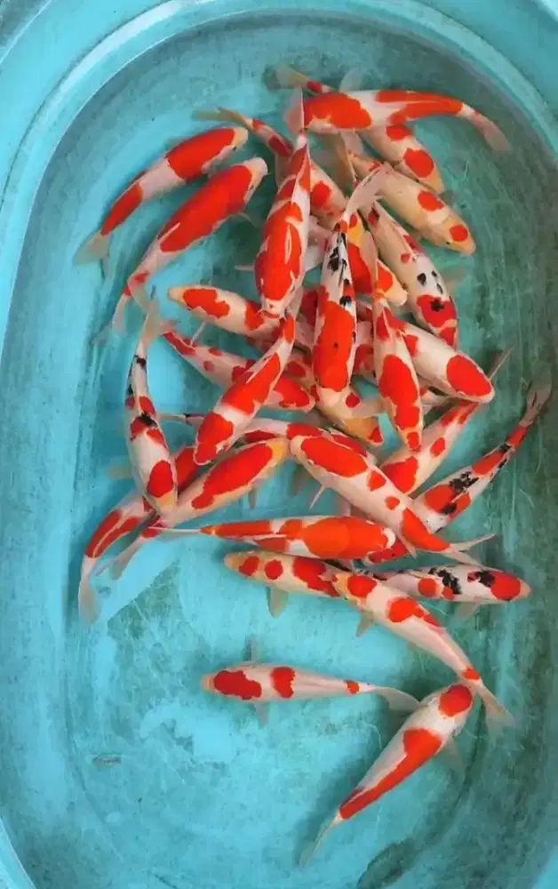 IKAN KOI KOHAKU BUKA 24 JAM