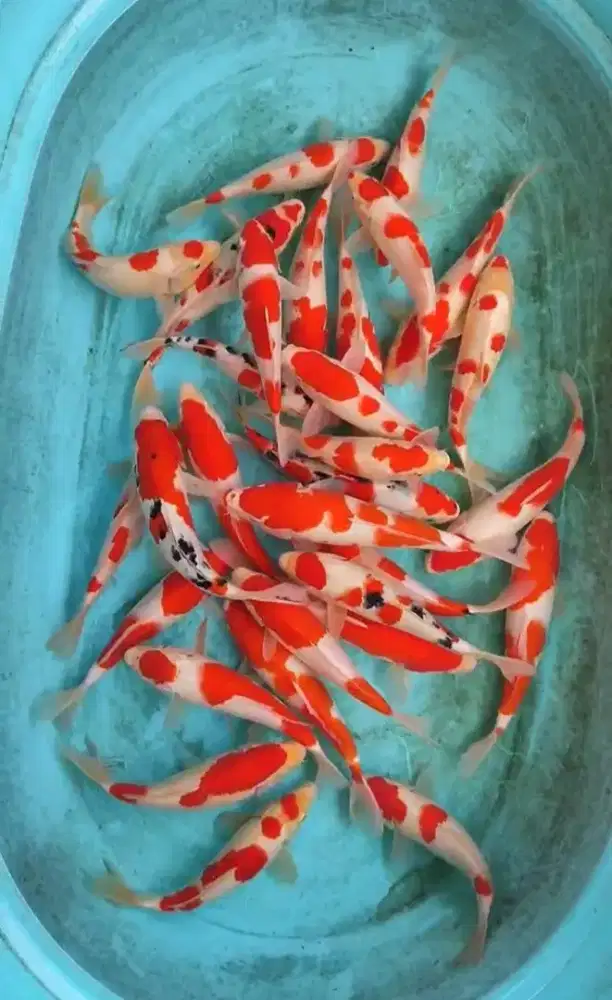 IKAN KOI KOHAKU GRACIA 24 HOURS