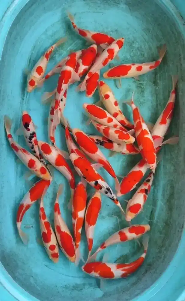 IKAN KOI KOHAKU AREA SLEMAN 24 HOURS