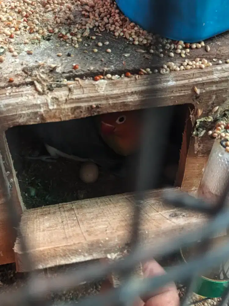 Jual lovebird ada 5 pasang lg bertelur semua