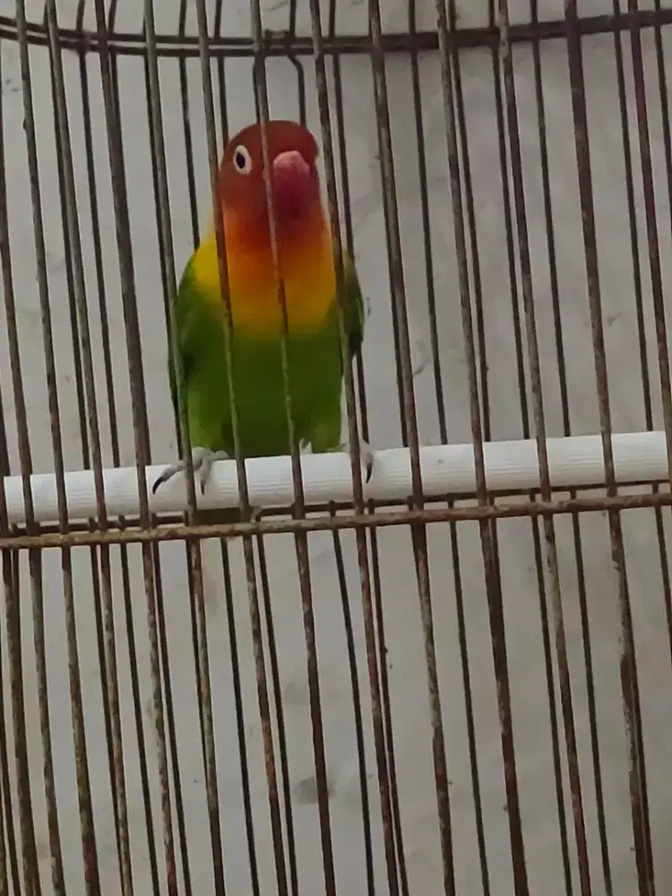 Lovebird bonus ngekek