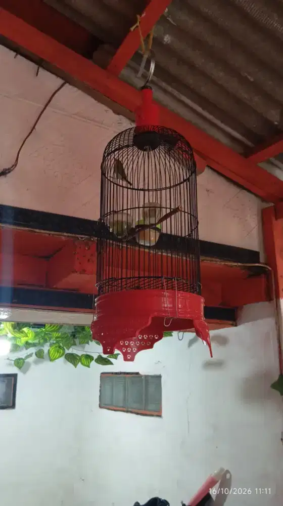 Burung plus sangkar udah buka paruh