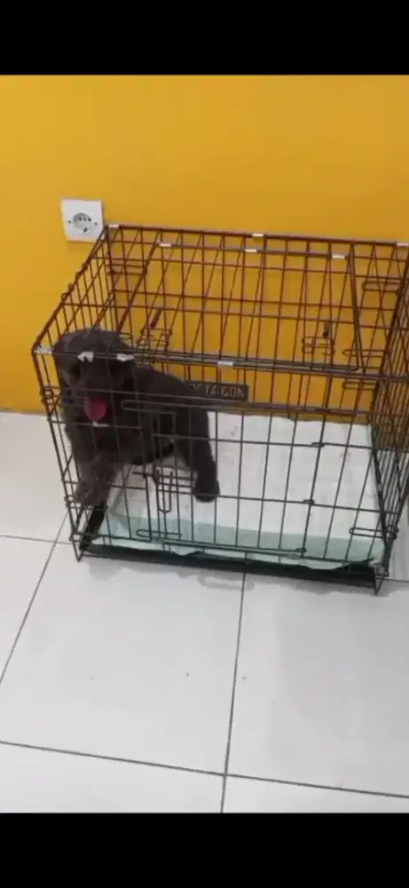 Poodle Betina lepas adopt Free/Gratis