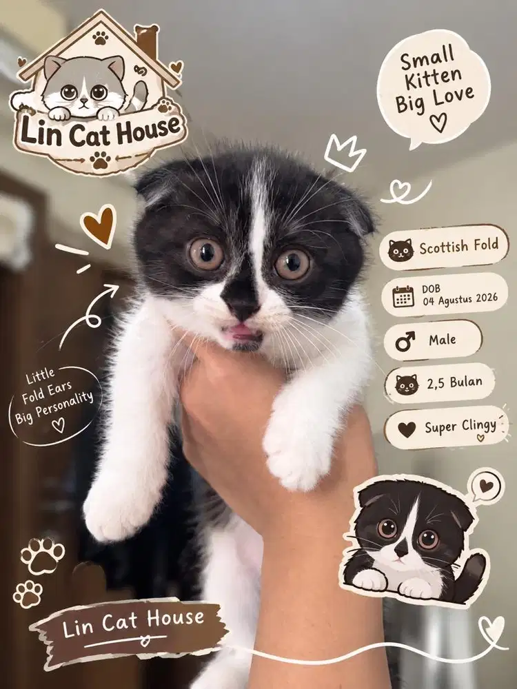 Scottish fold 2,5 bulan MALE