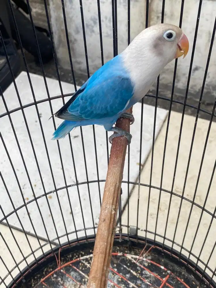lb biola blue biru