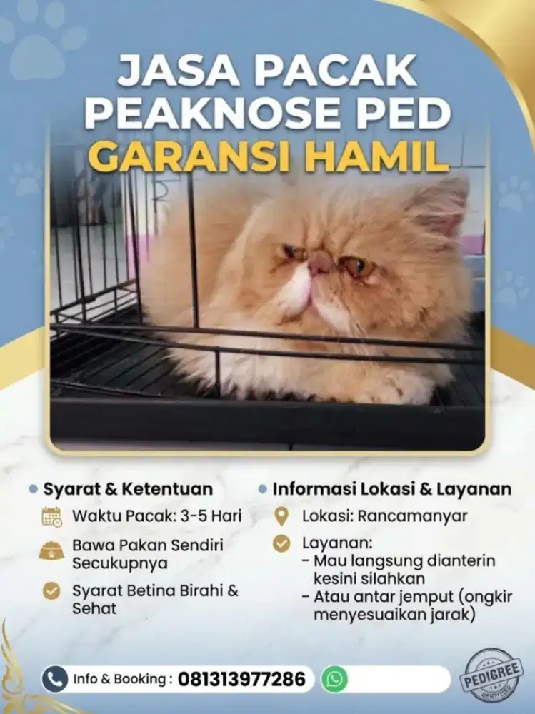 Kucing peaknose ped jasa pacak