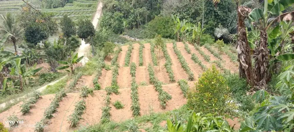 di jual tanah seluas 1000 m