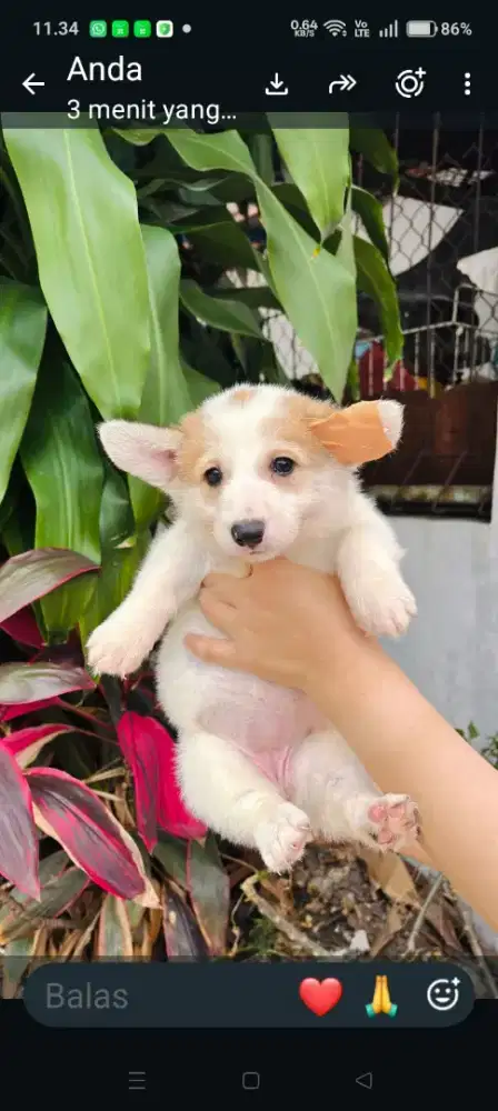 Puppy welsh corgy betina