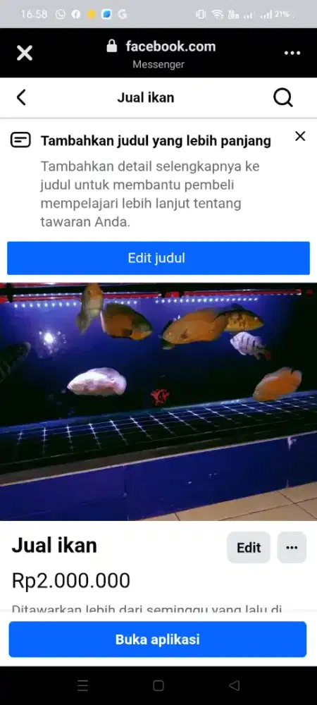 Dijual berbagai jenis ikan hias/predator