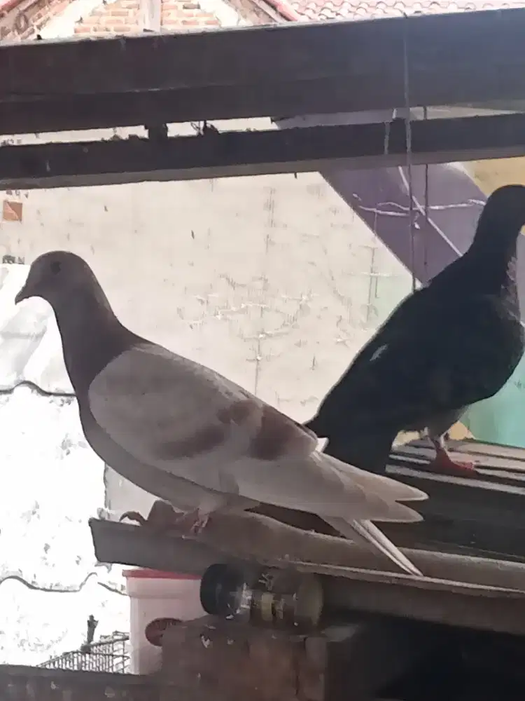 Piyik burung dara 4 ekor