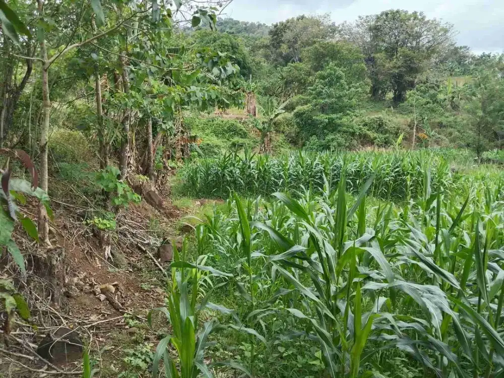 DIJUAL LAHAN SUBUR BONTOMARANNU DEKAT PERUMAHAN & PEMUKIMAN