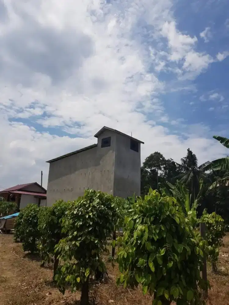 Dijual Tanah Kebun dan Sarang Walet 3 lantai
