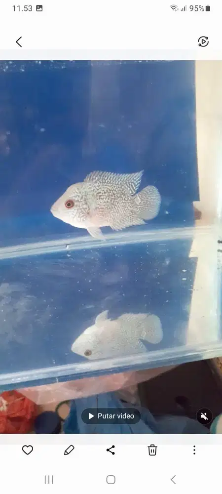 Louhan kamfa beserta aquarium baru UK 40*20*20