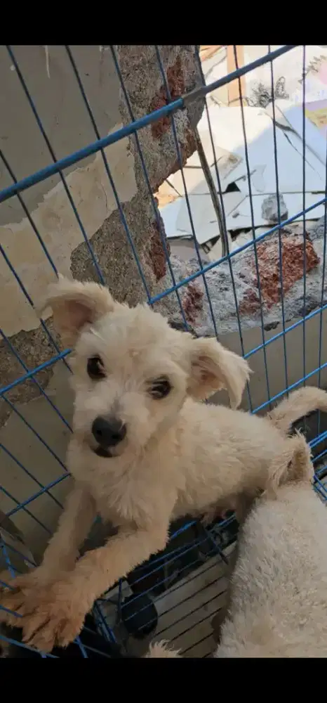 MINIPOM X POODLE BETINA USIA 7 BULAN
