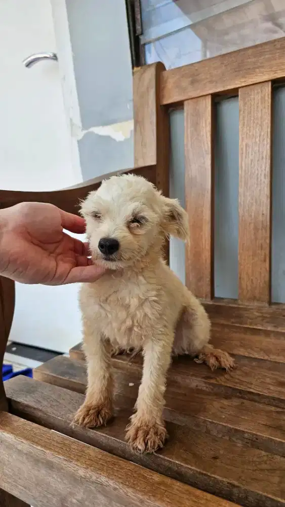MINIPOM X POODLE JANTAN 7 BULAN