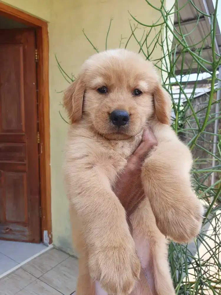 GOLDEN RETRIEVER