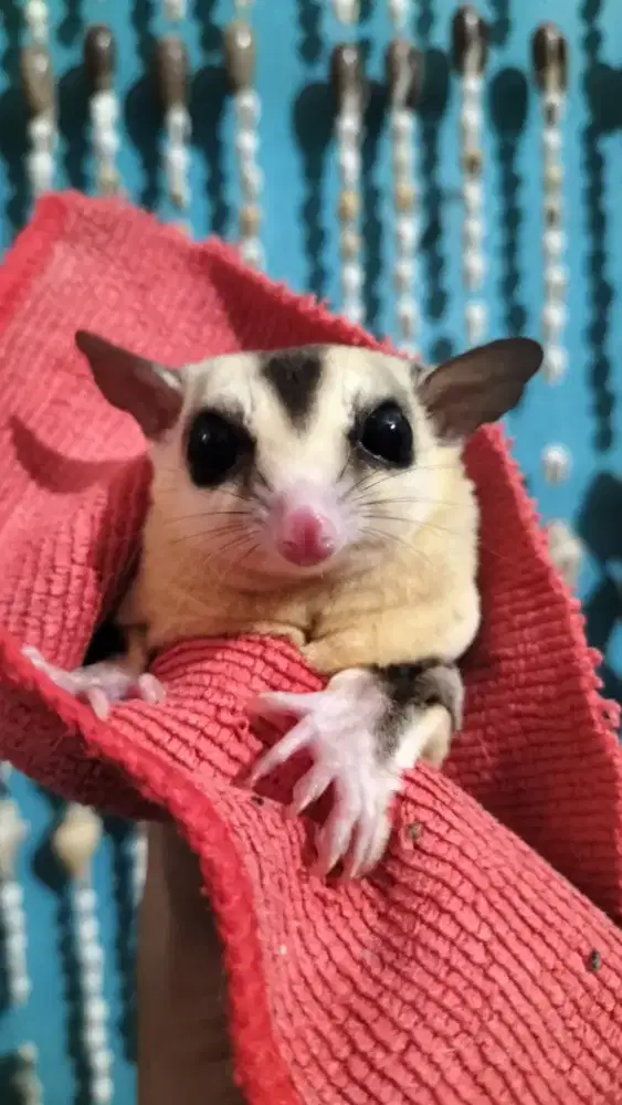 SUGAR GLIDER WHITE FACE JANTAN SG JANTAN
