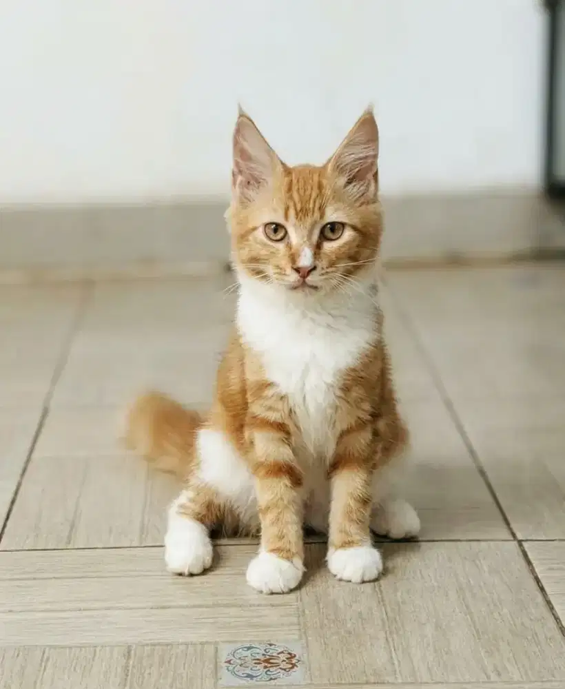 Kitten MaineCoon Betina Pure No mix induk Ped Cfa Show Quality