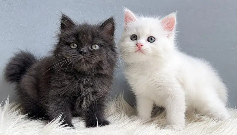Persia Black & white