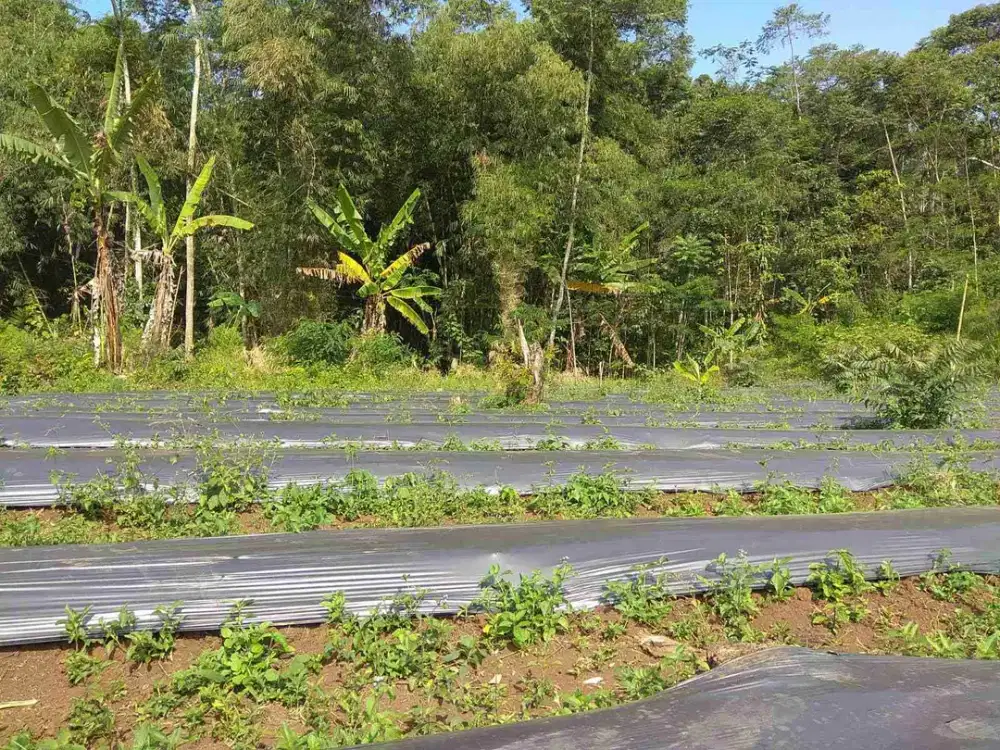 tanah kebun di desa cijangkar kecnyalindung kab. sukabumi bogor