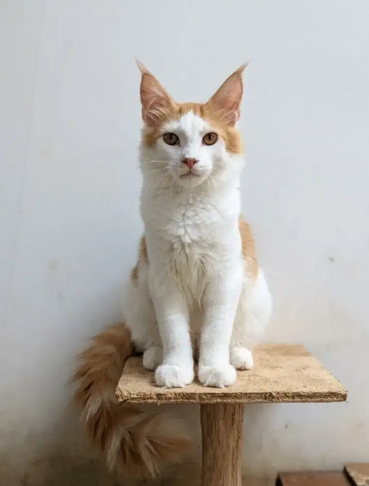 Kitten MaineCoon Jantan Pure No mix. Induk Cfa Show Quality