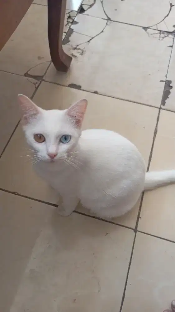 KUCING LANGKA ALBINO