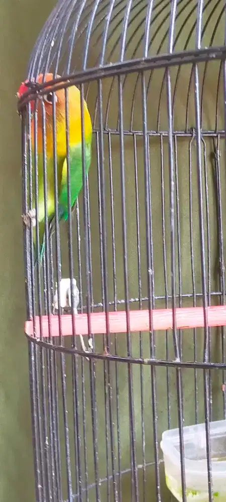 Lovebird Balibu jantan