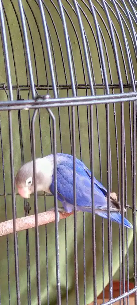 Lovebird vio jantan mutasi ke dewasa