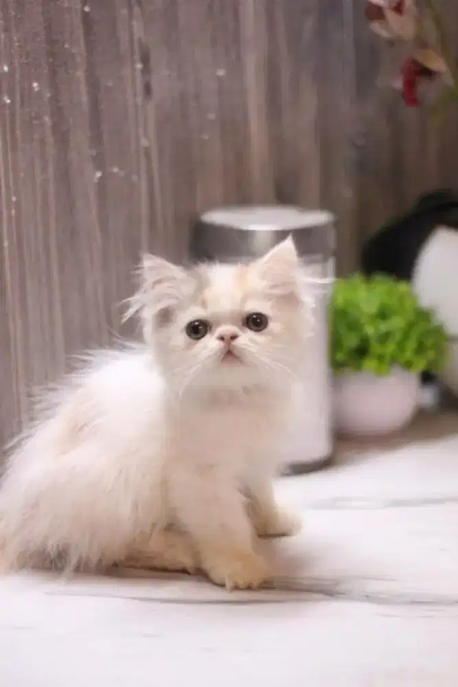 Kitten Persia peak longhair