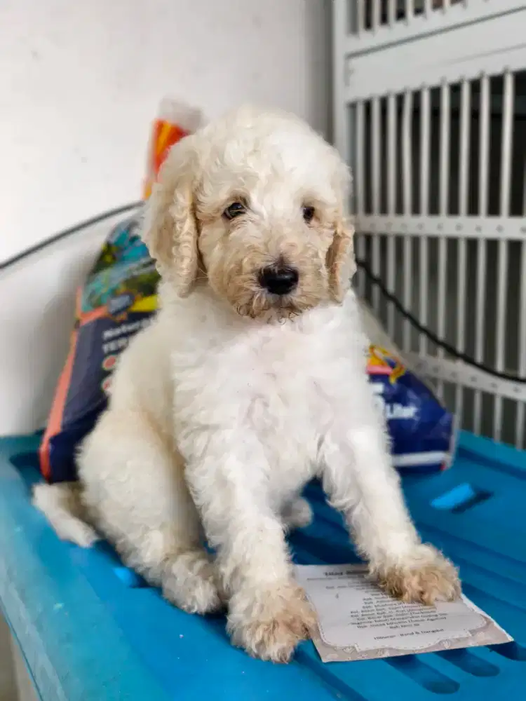 Giant poodle betina murah meriah