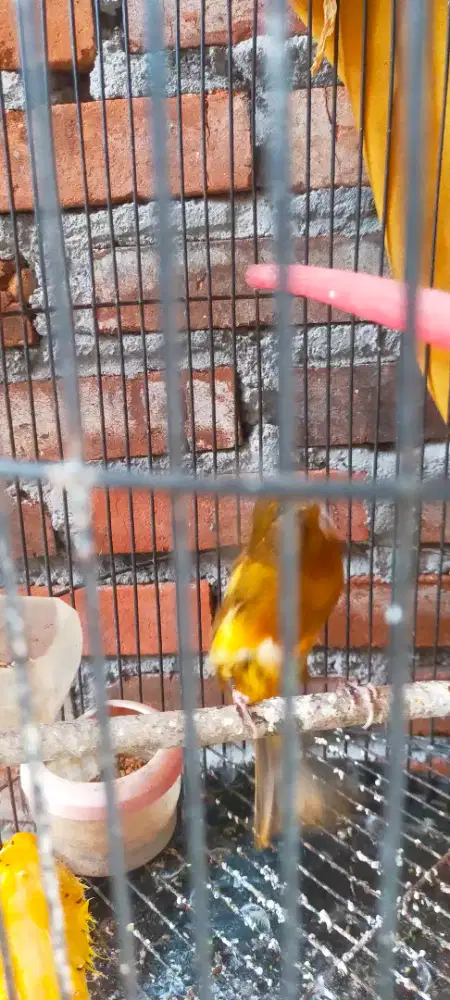 Kenari jantan remajja hampir dewasa