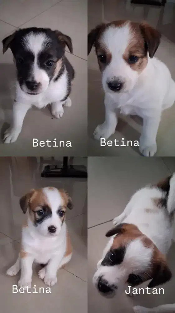 Anakan jack russell mix collie