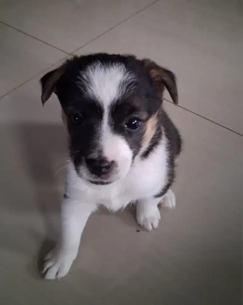 Anakan jack russell mix collie