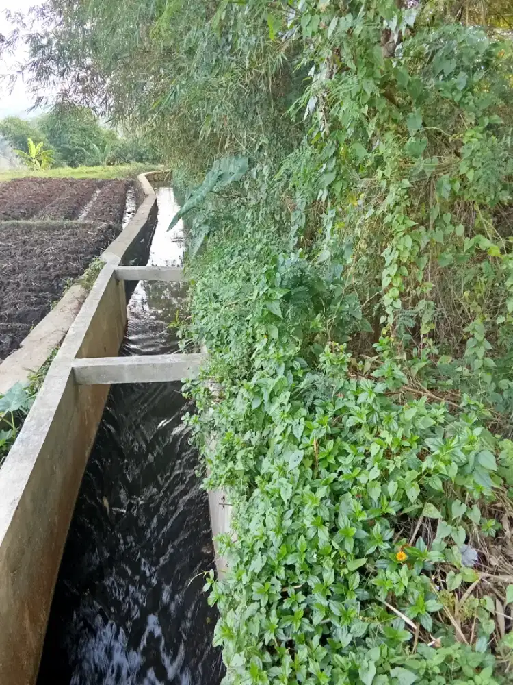 Kebun pinggir saluran irigasi