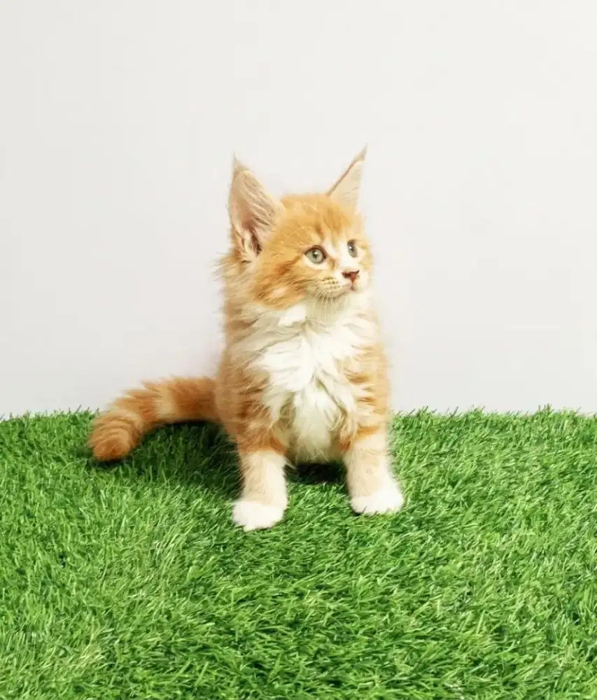 Kitten MaineCoon Betina Pure No mix. Induk Ped Cfa Show Quality.
