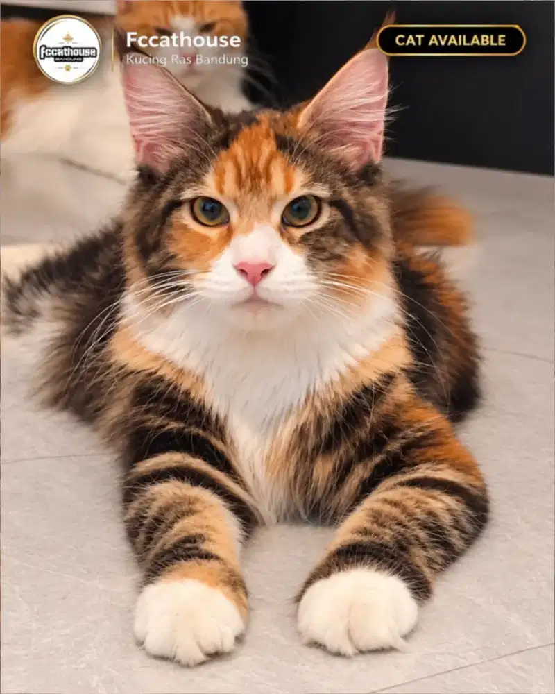 Mainecoon Pure Ped CFA