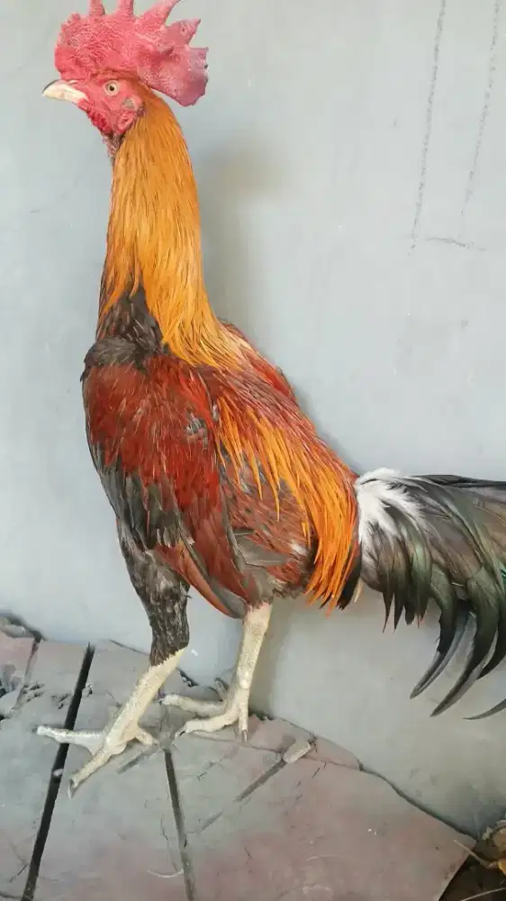 Ayam Bangkok (Pama IQ Super Speed Anti Lock)