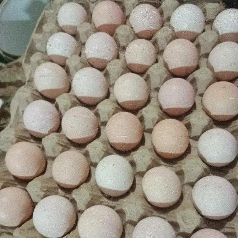 Telur ayam kmpung
