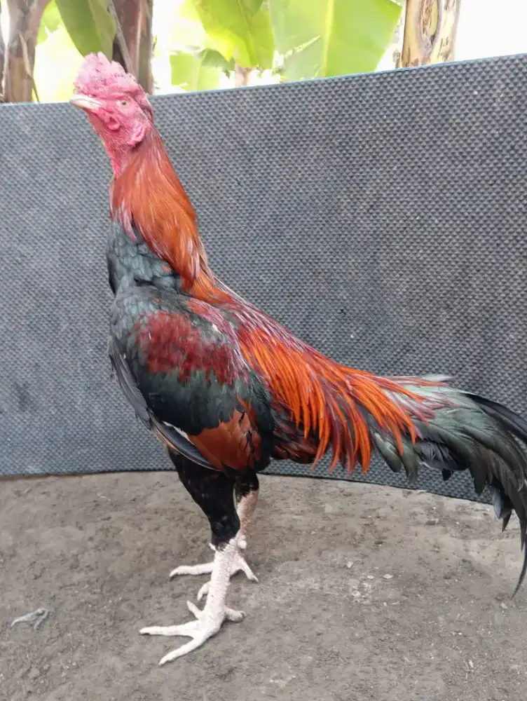 Ayam Bangkok ( pamangon )