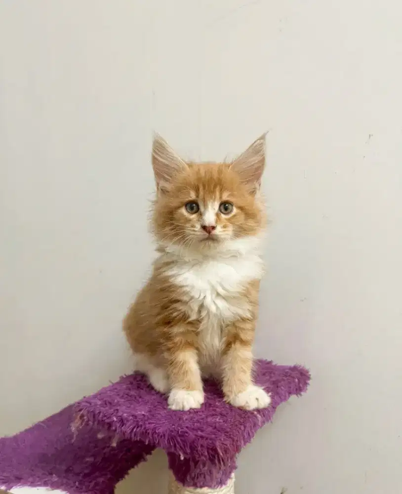 Kitten MaineCoon Pure No mix. Induk ped Cfa Show Quality
