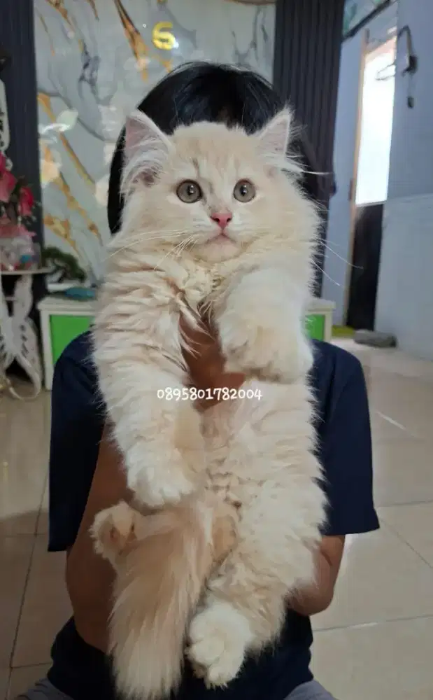Anak kucing anggora/kitten flatnose jantan/kucing persia  jantan