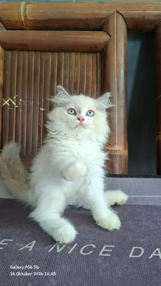 kucing persia jantan/kitten persia betina