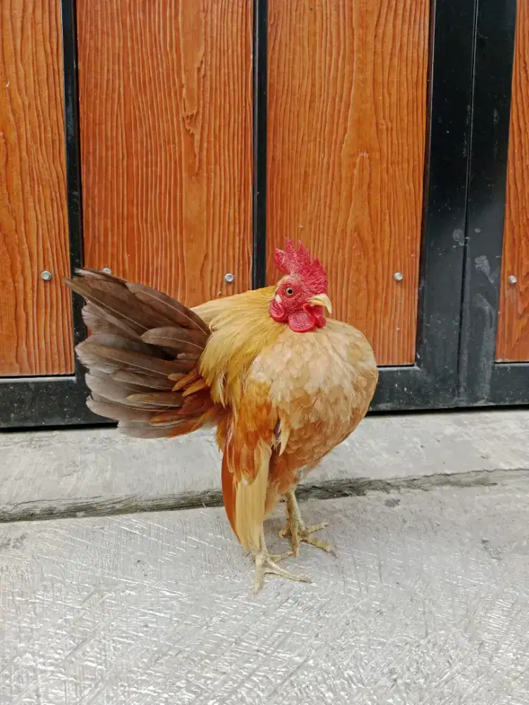 Ayam serama jantan