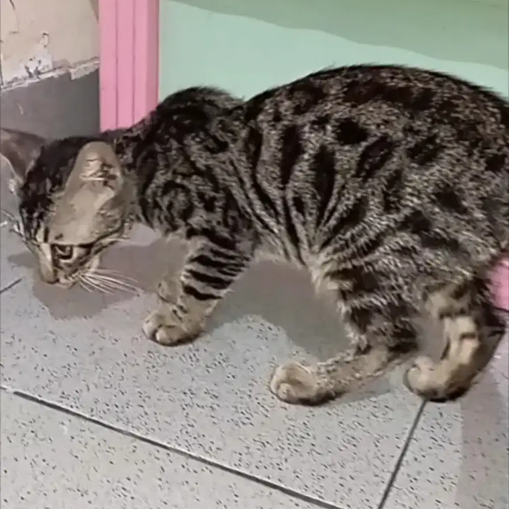 Anak kucing lucu
