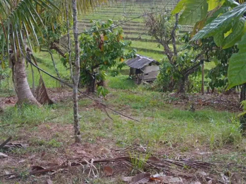 Kesempatan Langka! Punya Kebun Produktif+Bisa Bangun Villa