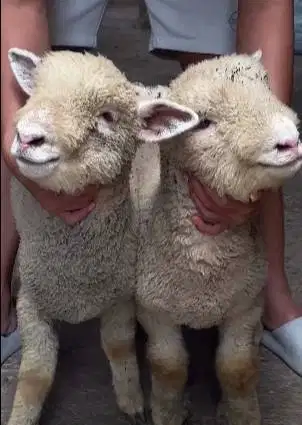 sepasang anakan cempe domba merino 4 bln 1 jantan 1 betina exotik lucu