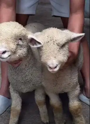 sepasang anakan cempe domba merino 4 bln 1 jantan 1 betina exotik lucu