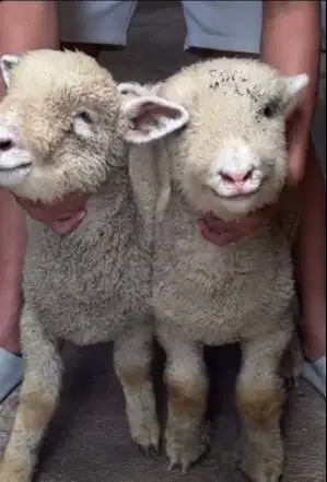 sepasang bibit anakan domba merino 4 bulanan 1 jantan 1 betina exotik