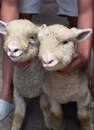 sepasang anakan cempe domba merino 4 bln 1 jantan 1 betina exotik unik