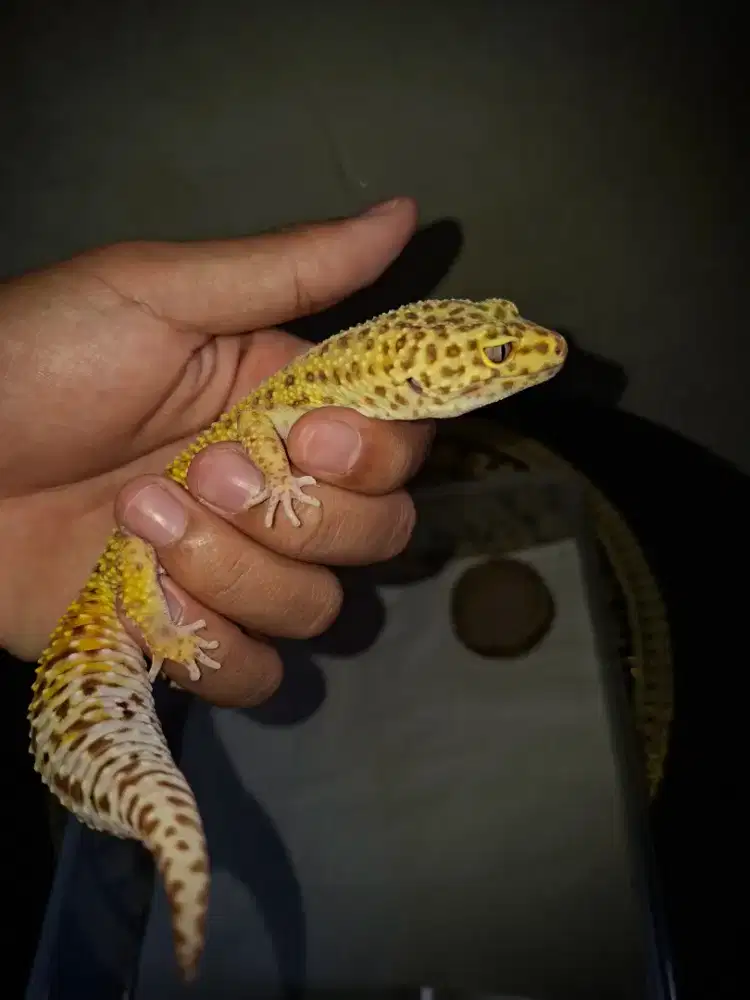 Leopard gecko Dewasa - sehat & jinak